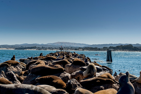 Sea Lions in Monterey Bay, CA.